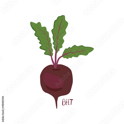 Beet cartoon vector illustration isolated on white background