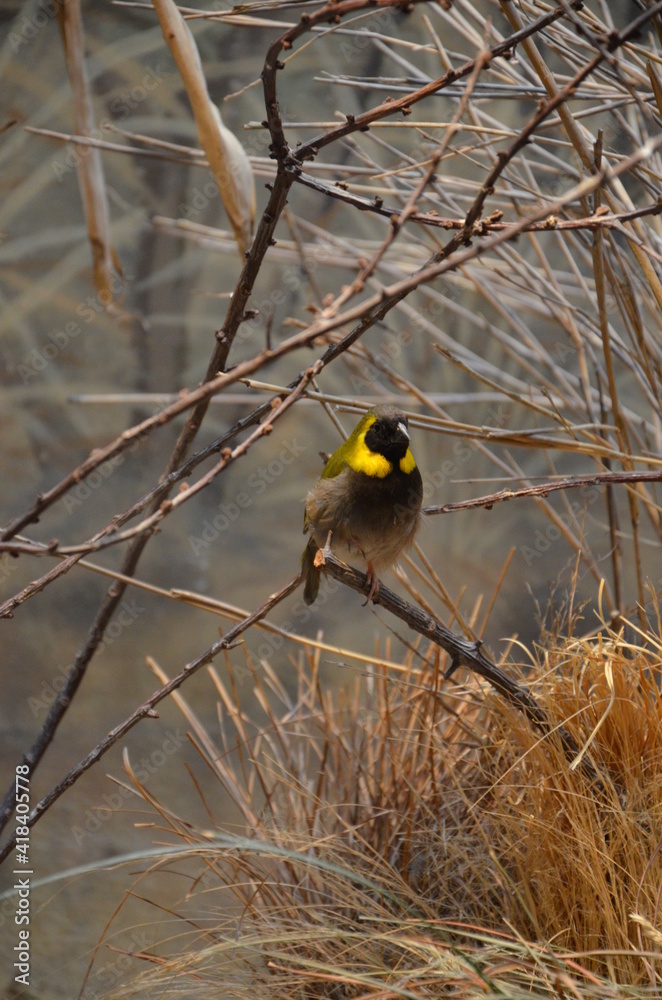 The Gouldian finch (Erythrura gouldiae), also known as the Lady Gouldian finch The Gouldian finch (Erythrura gouldiae), also known as the Lady Gouldian finch