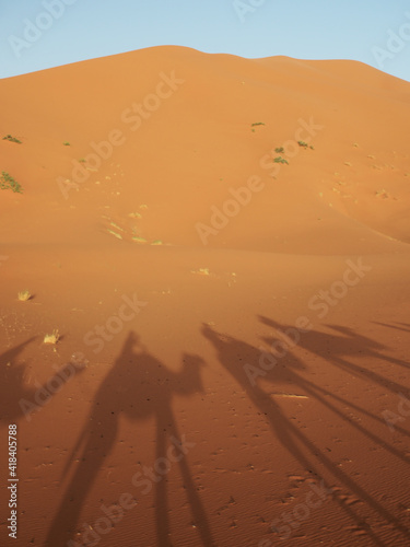 Camel caravan in the desert crosses the dunes at sunset  long shadows are cast at sand. Sahara desert trip in Erg Chebbi  Merzouga  Morocco.