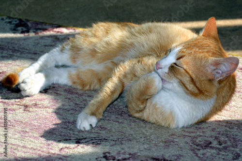 The ginger cat lies on the floor. The greyhound cat is sprawled on the carpet and washes its paws.