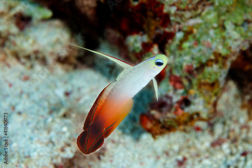 Magnificent fire dartfish in Layang Layang, Malaysia photo