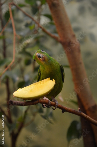 Green Colorful Bird (Vernal Hanging Parrot)
