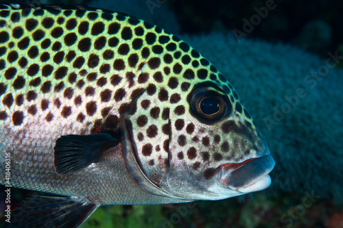 Portrait of a harlequin sweetlips (Plectorhinchus chaetodonoides) in Layang Layang, Malaysia