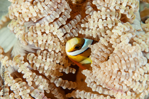 Juvenile Clark's anemonefish (amphiprion clarkii) peeking out of its anemone in Layang Layang, Malaysia