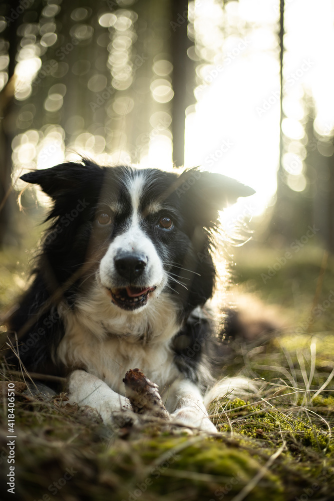 Black and white border collie in green forest with backgroubd light