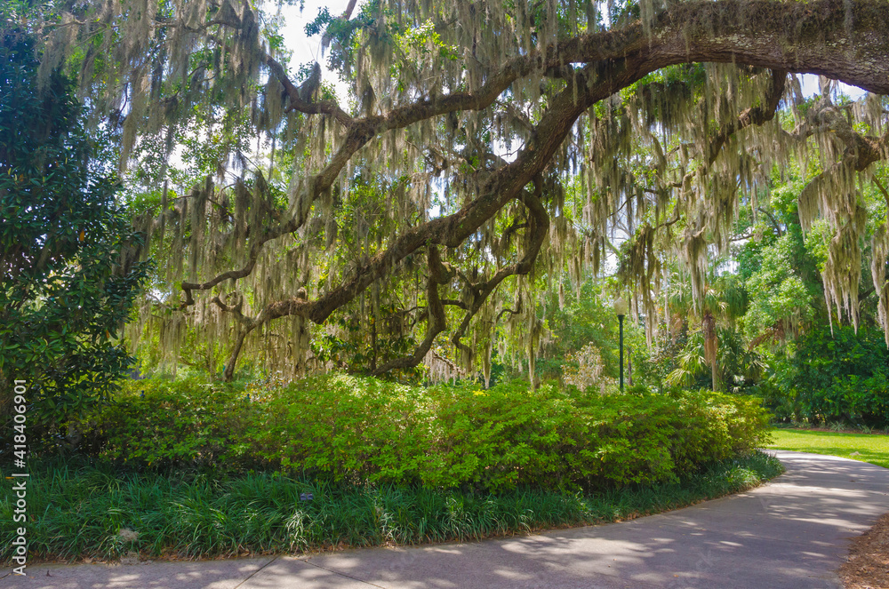 USA, Florida. Tropical garden with palm trees and living oak covered in Spanish moss.