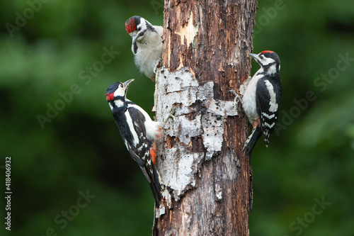 Buntspecht Fütterung Jungvögel photo