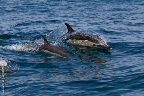 two dolphins jumping