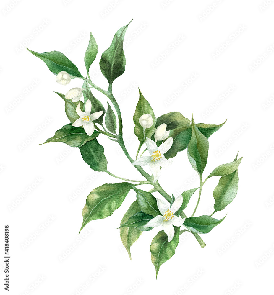 Branch of orange fruit. Green leaves and white flower. Hand painted botanical illustration. Green twig on isolated background