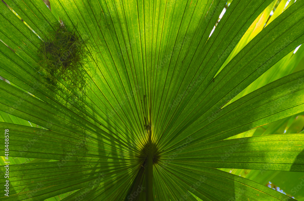 Fototapeta premium USA, Florida. Palm fronds.