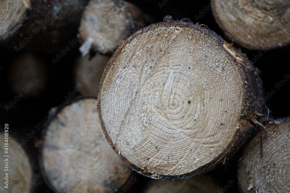 Holzstamm, Holzstämme mit Jahresringen, Jahresringe Holzstamm, Holzstämme mit Jahresringen, Jahresringe