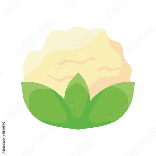 cauliflower fresh vegetable