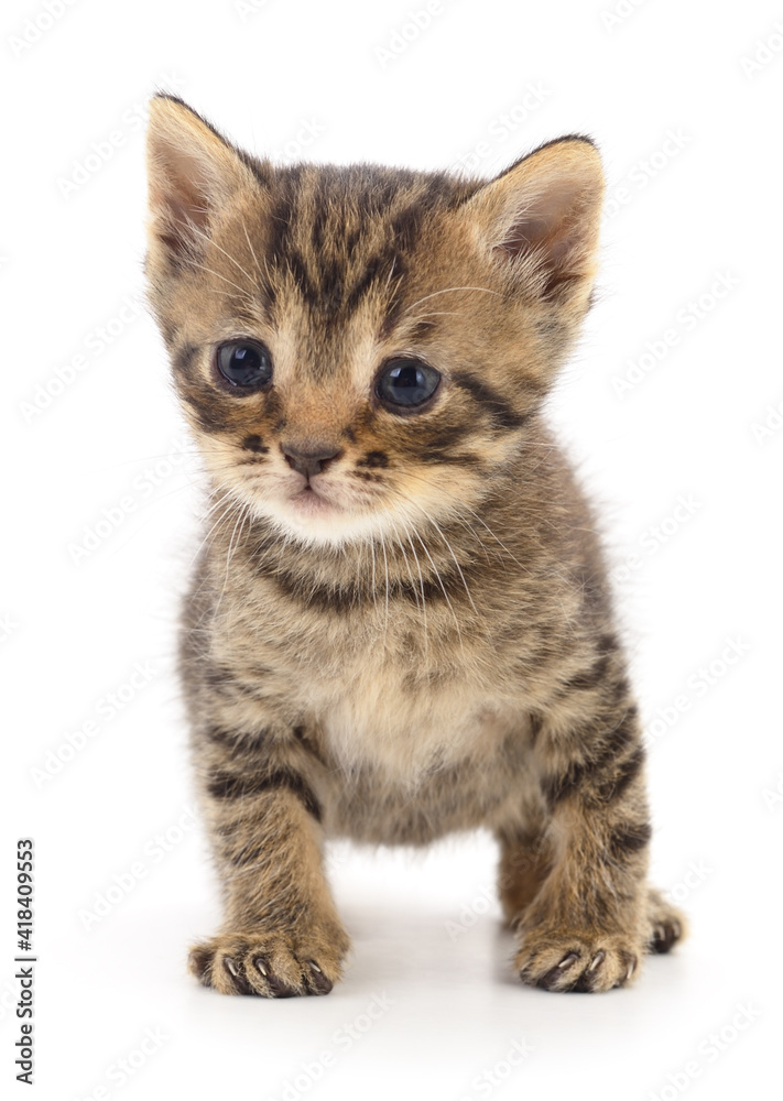 Kitten on white background.