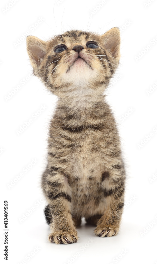 Kitten on white background. Kitten on white background.