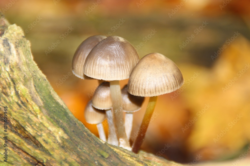 mushroom in the forest mushroom in the forest