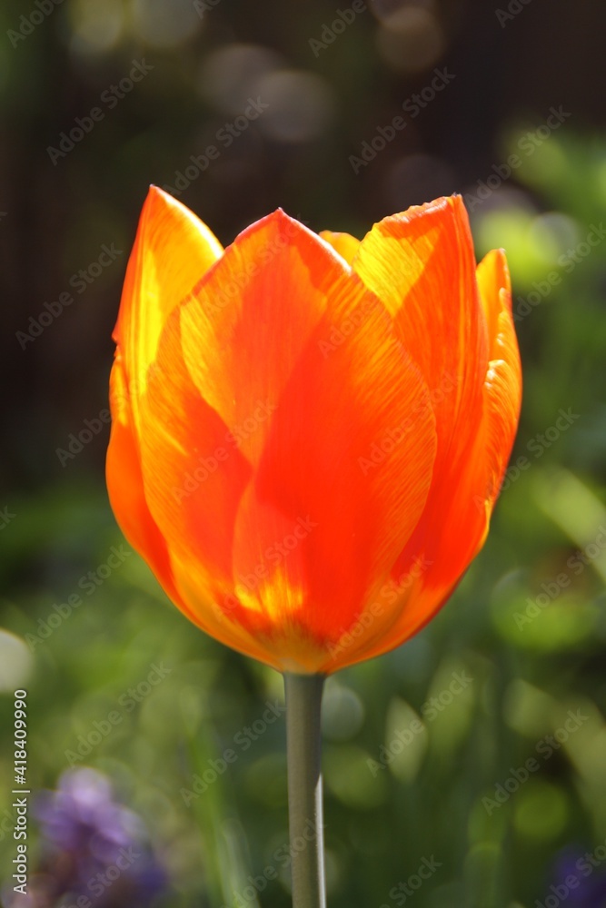 Fototapeta premium red tulip flower
