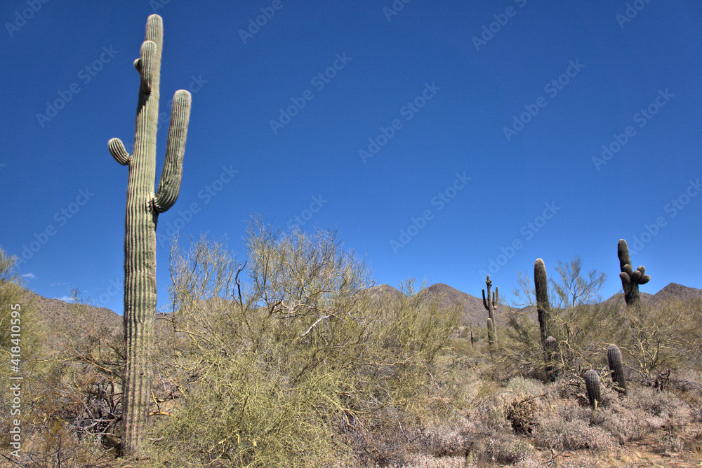 Large Saguaro cactus in the background with Buckhorn Cholla and Barrel cactus in the foreground                            