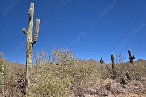 Large Saguaro cactus in the background with Buckhorn Cholla and Barrel cactus in the foreground 