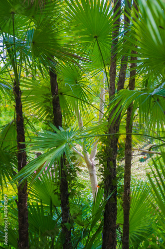 USA  Florida. Tropical garden palm trees.