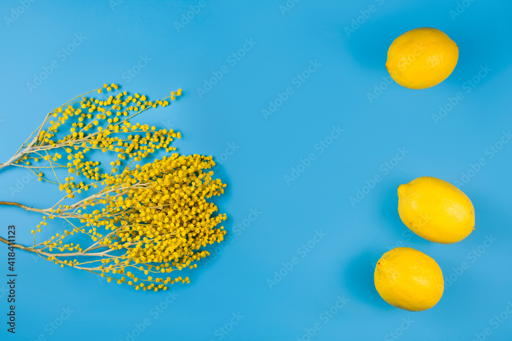 Branches of mimosa (acacia) tree with yellow flowers and lemons on a blue background. Copy space. 