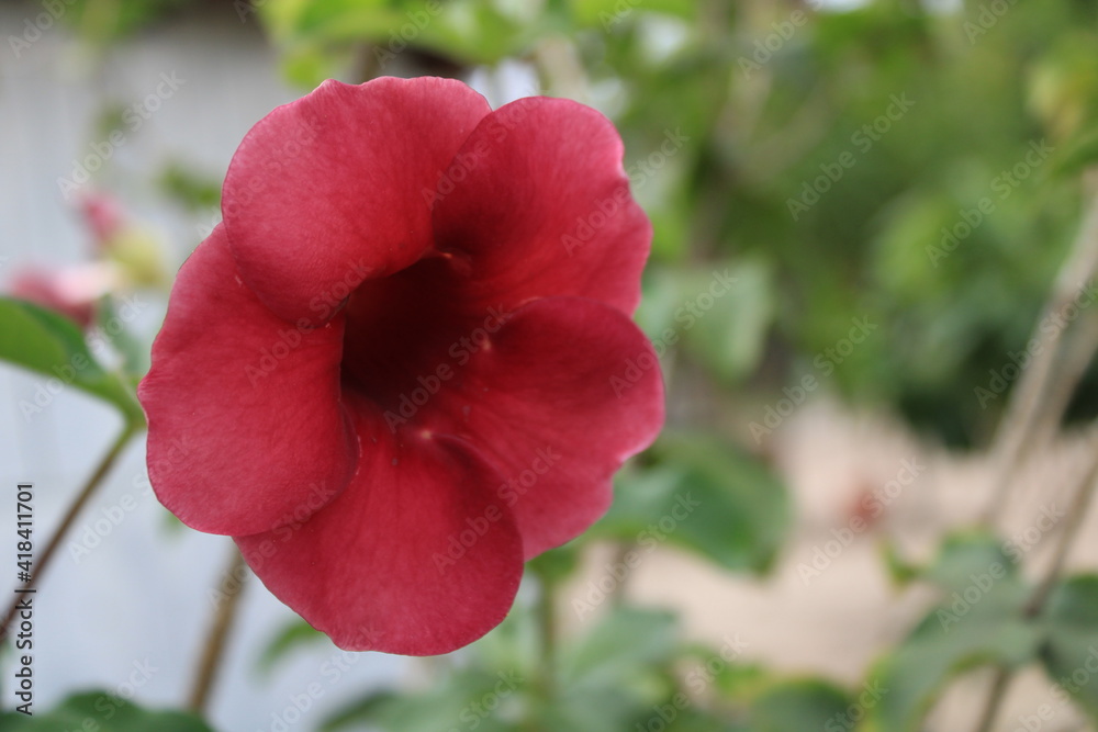 flor flor