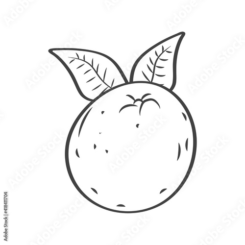 orange fresh fruit