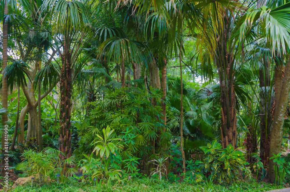 USA, Florida. Tropical garden palm trees. USA, Florida. Tropical garden palm trees.
