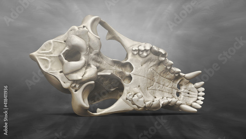 Fototapeta Naklejka Na Ścianę i Meble -  3D Recreation of Skull of Dog