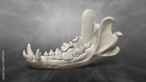 3D Recreation of Skull of Dog
