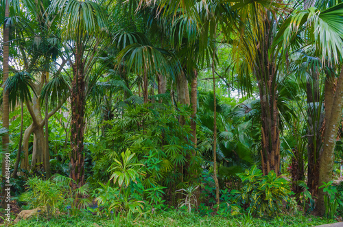 USA, Florida. Tropical garden palm trees.