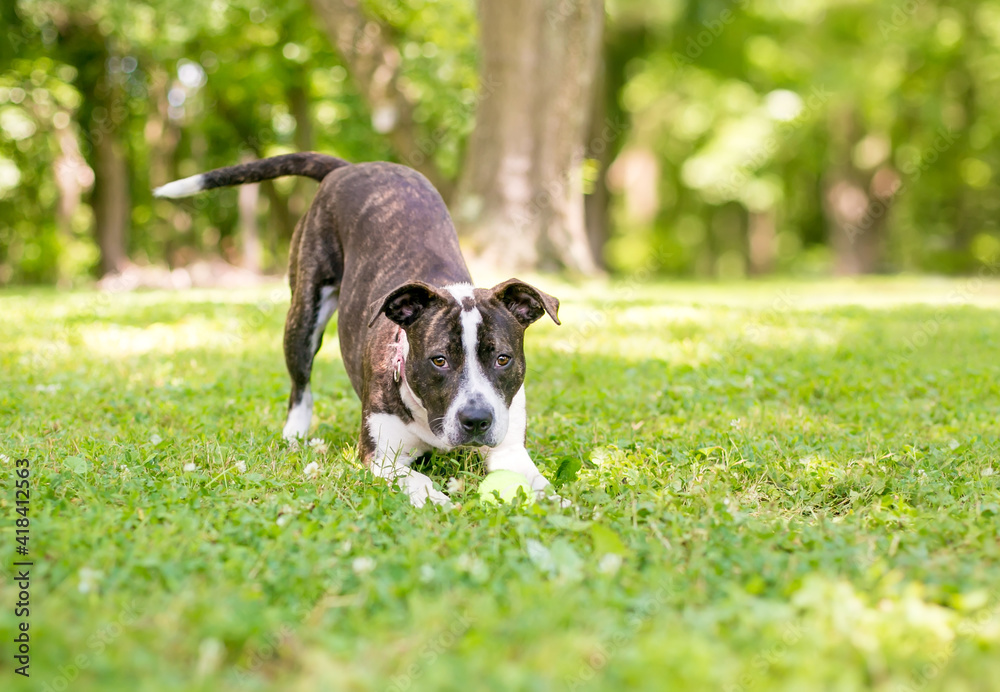 A brindle mixed breed dog in a play bow position