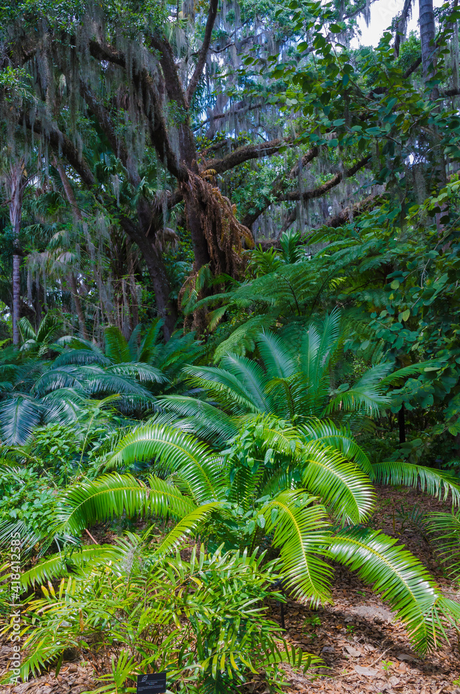 Obraz premium USA, Florida. Tropical garden with palm trees and living oak covered in Spanish moss.