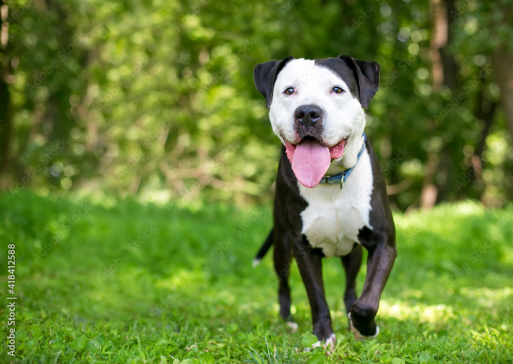 A black and white Pit Bull Terrier mixed breed dog