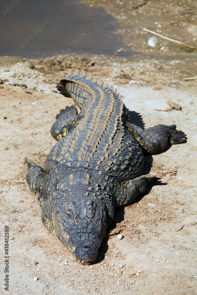 Fototapeta premium Crocodile soaking up the sun by a waterhole, Namibia 
