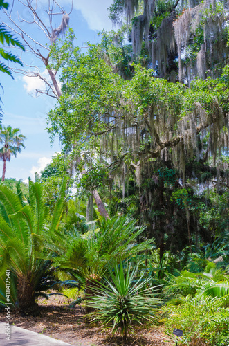 USA  Florida. Tropical garden.