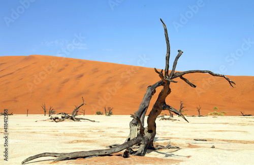 A dead tree  Sossussvlei Namibia 