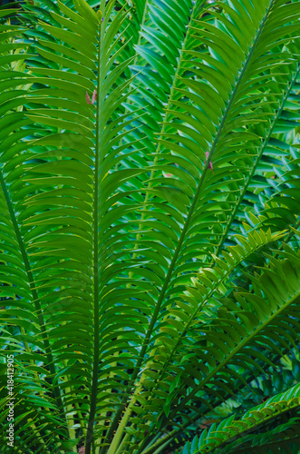 USA  Florida. Ferns.