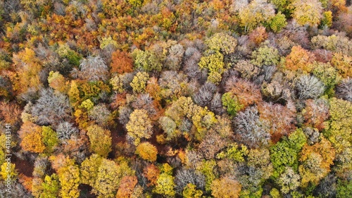 vue par drone forêt en automne © Nicolas