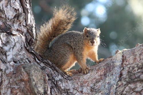 Squirrel caught on camera © Randi