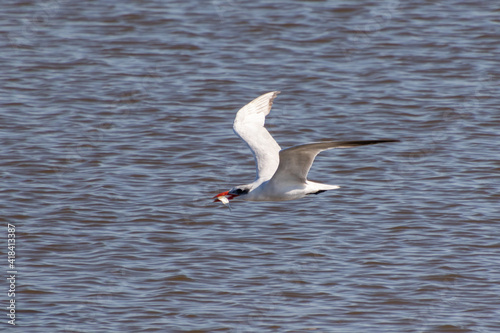 A nonbreeding adult Caspian tern (Hydroprogne caspia) holding a fresh caught fish in its mouth flies over the water at Edwin B. Forsythe National Wildlife Refuge, New Jersey, USA