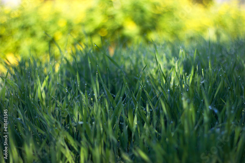 green grass background - summer garden with dew drops in sunny morning, unfocused background