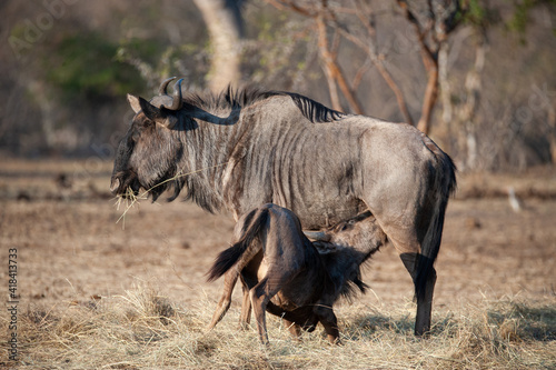 Wildebeest calf suckling from its mother on a safari in South Africa