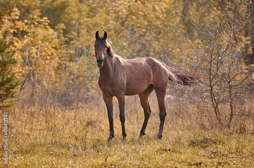 Fototapeta Naklejka Na Ścianę i Meble -  Young bay horse frolicking on the loose