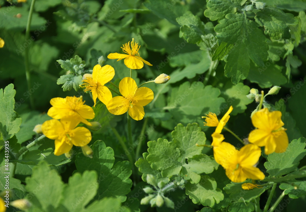 Fototapeta premium Flowering Chelidonium majus