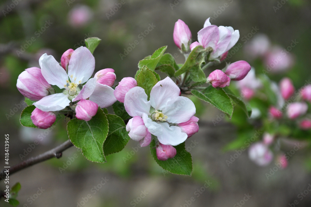 Apple trees are blooming in the garden Apple trees are blooming in the garden