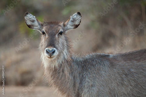 Photography Waterbuck female seen on a safari in South Africa