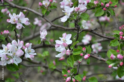 Apple trees are blooming in the garden