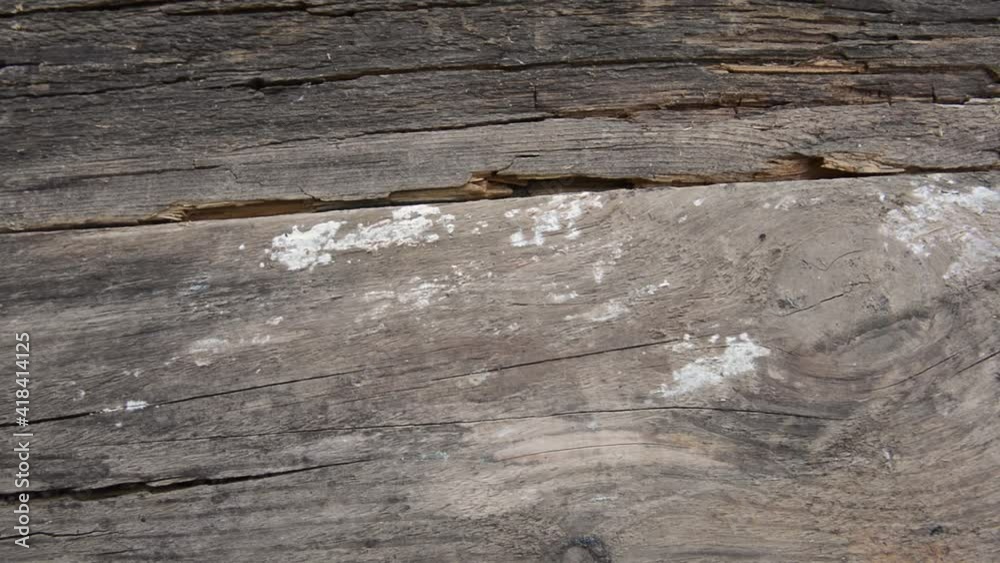 Old cracked texture of the wood horizontal motion camera. High quality FullHD footage Old cracked texture of the wood horizontal motion camera. High quality FullHD footage