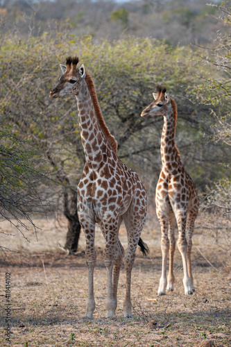 Southern Giraffe seen on a safari in South Africa