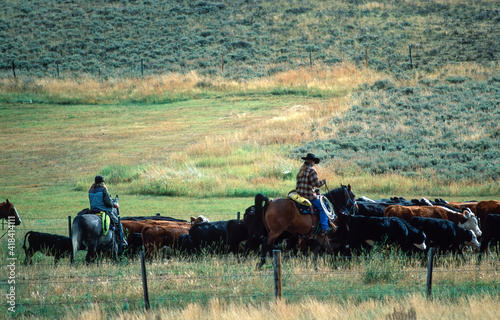 Cowboy, cowgirl driving cattle to pasture, Montana